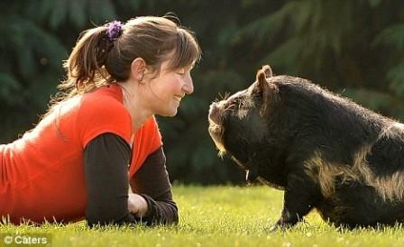 Kunekune Pig